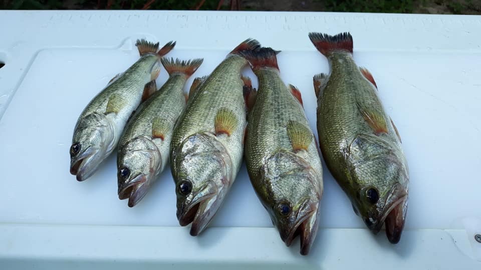 Attached picture bass 7-7-19.jpg